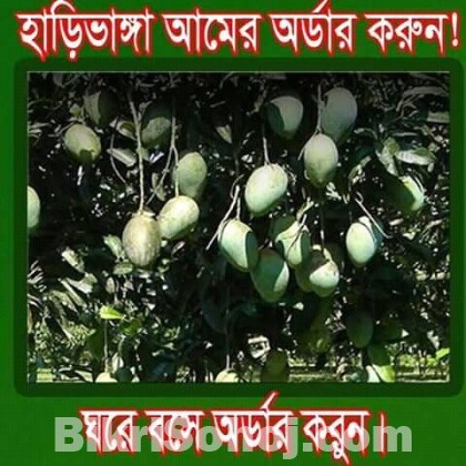 হাড়িভাঙ্গা আম। (পদাগঞ্জ, রংপুর)